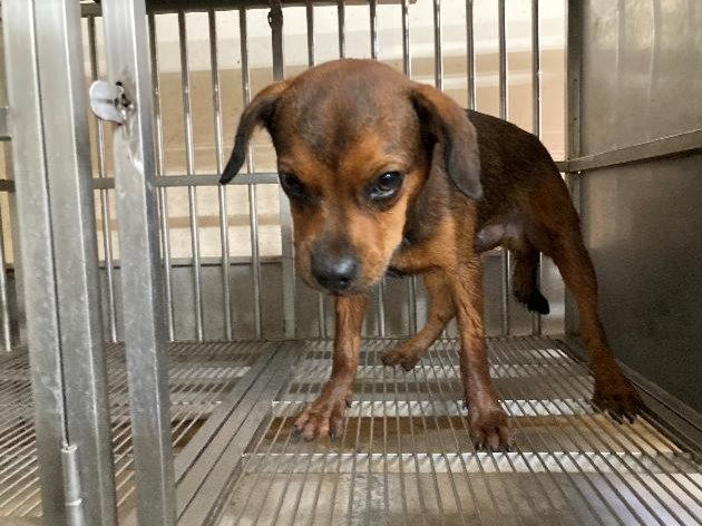 混種犬
