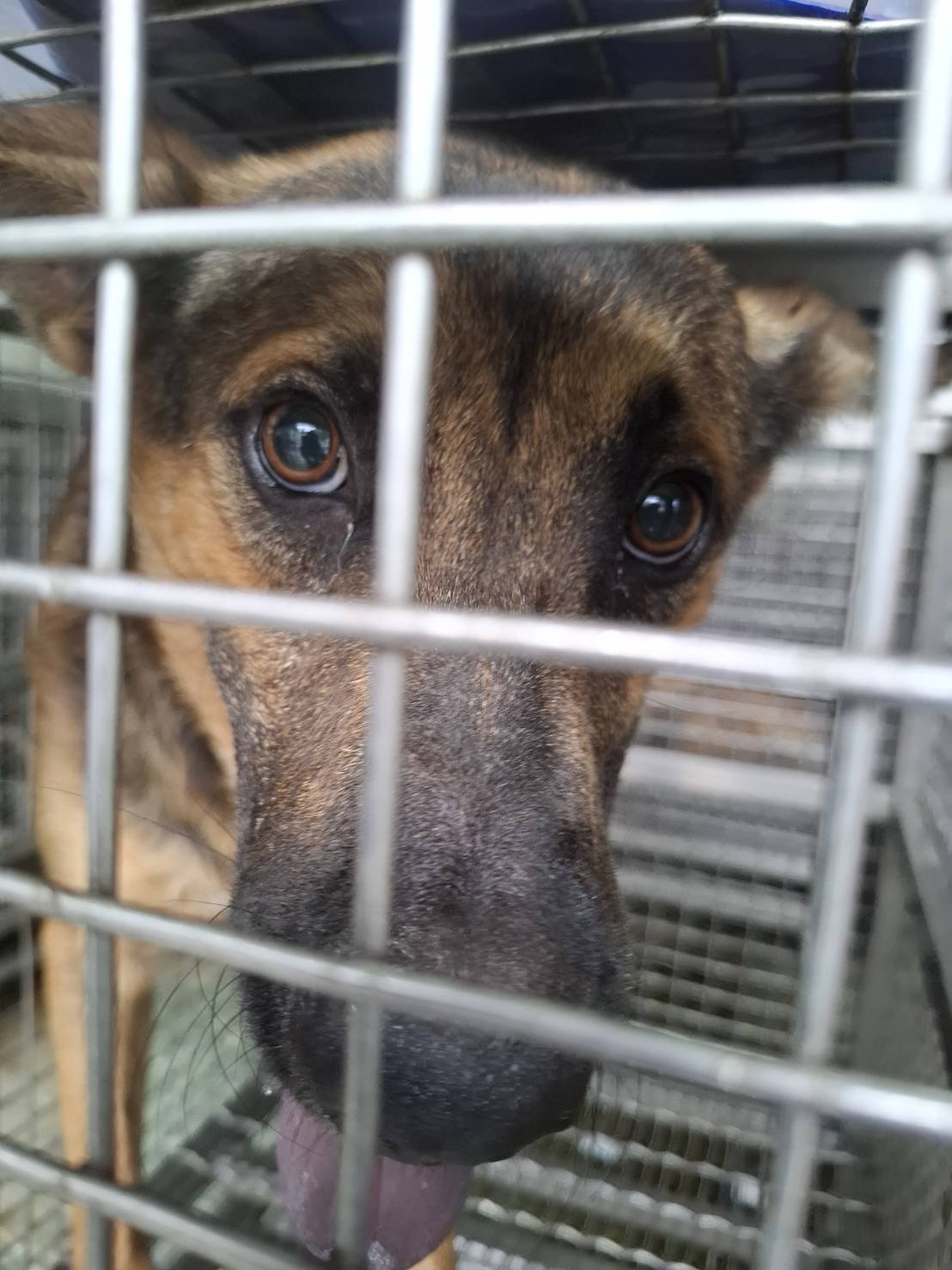混種犬