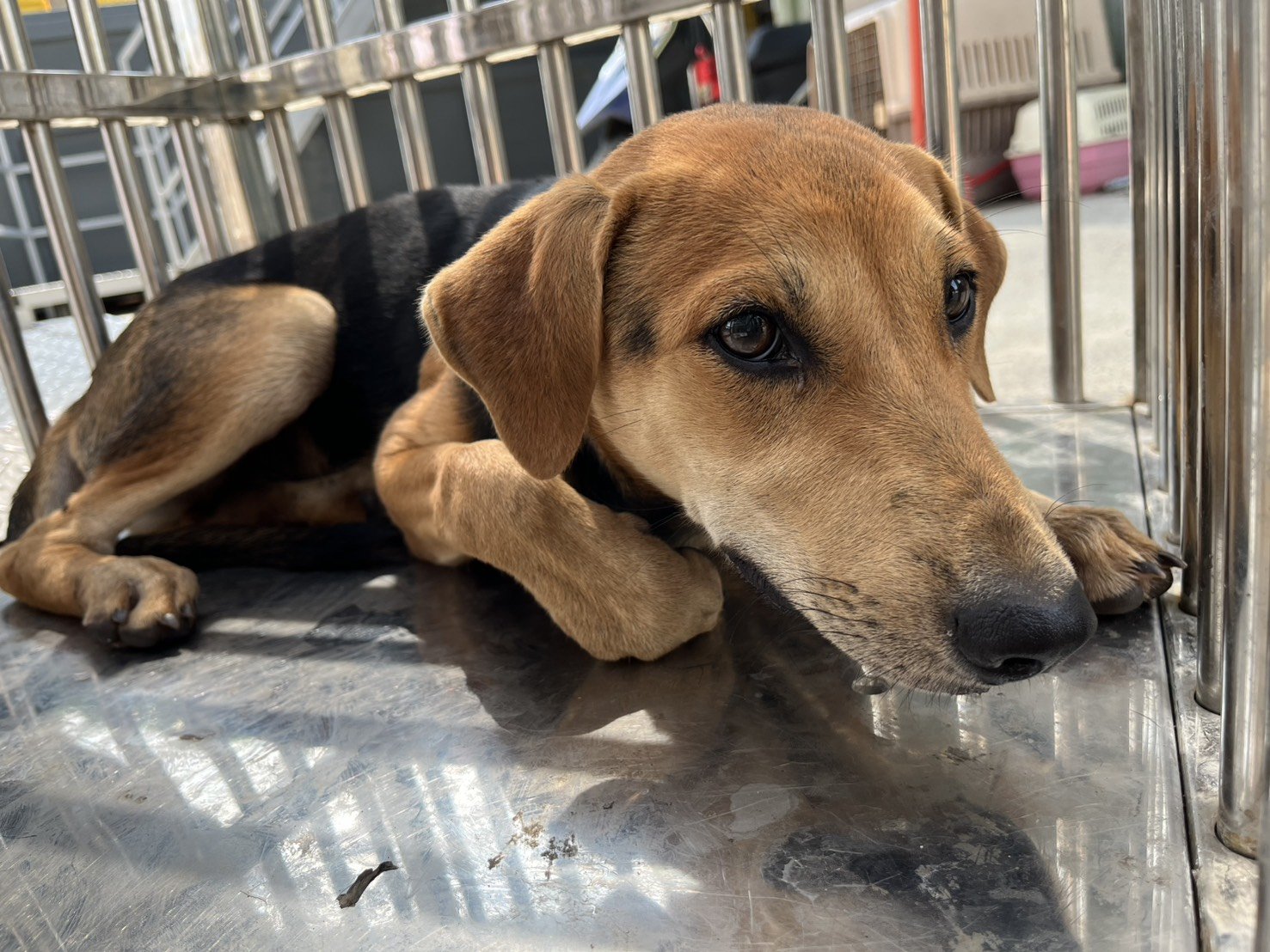 混種犬