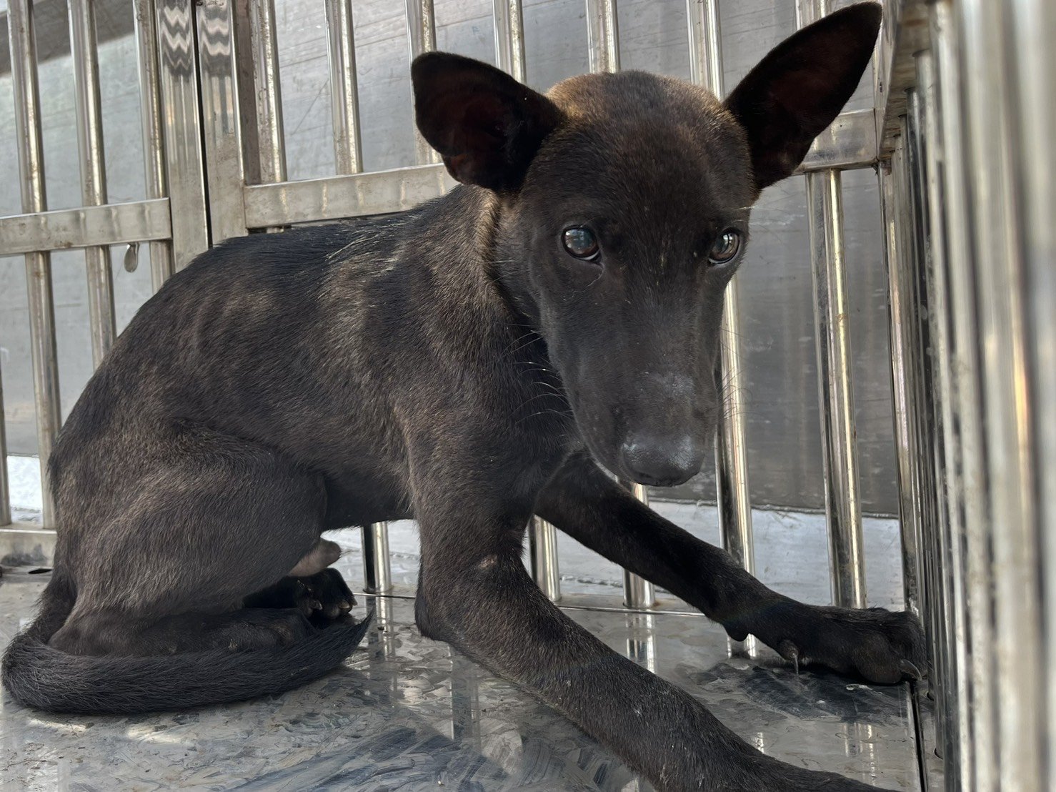 混種犬