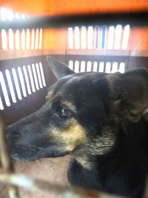 混種犬