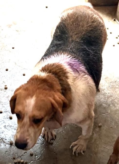 米格魯犬