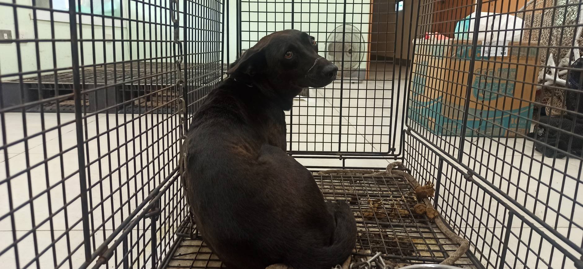 混種犬