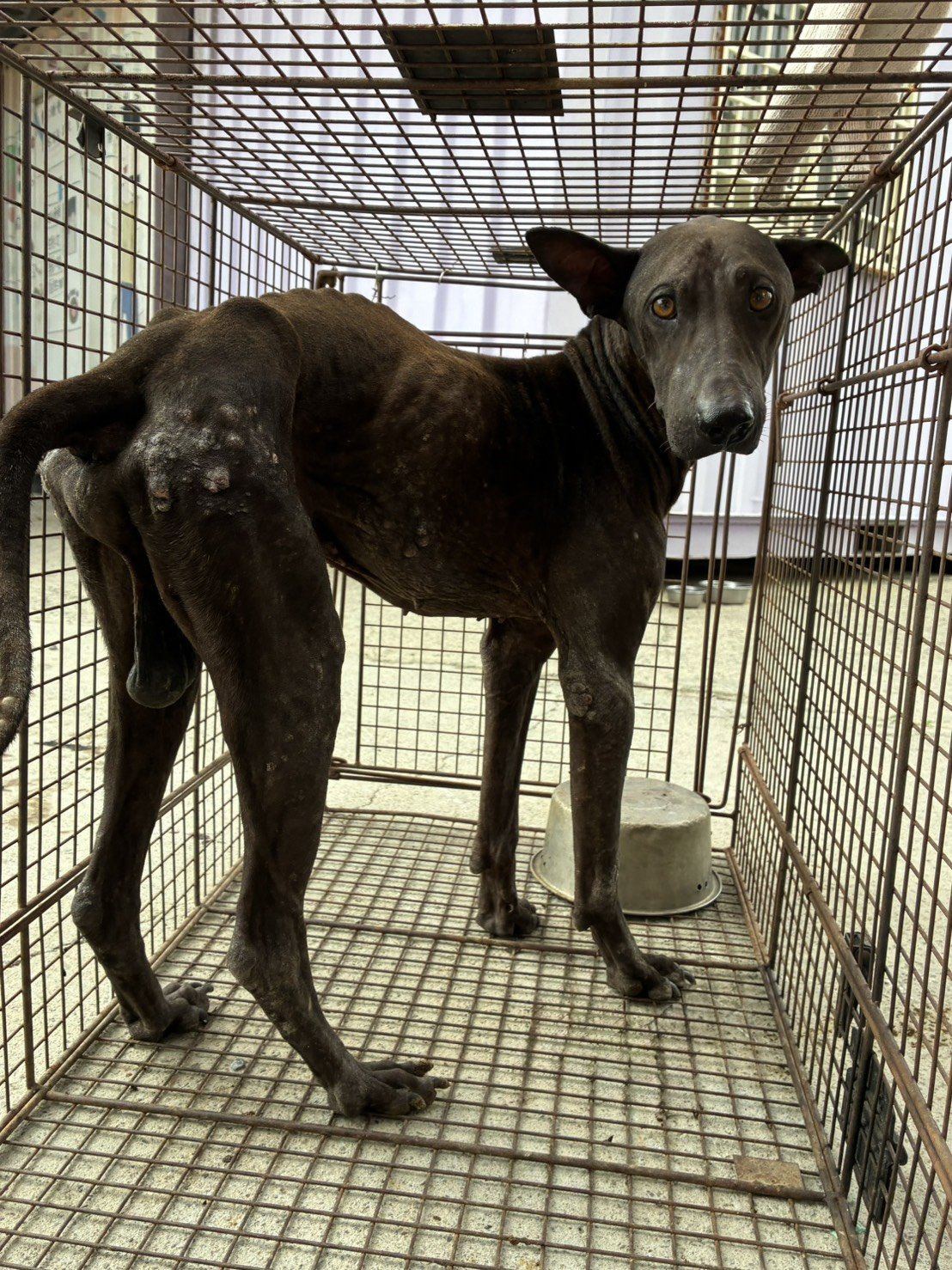 混種犬