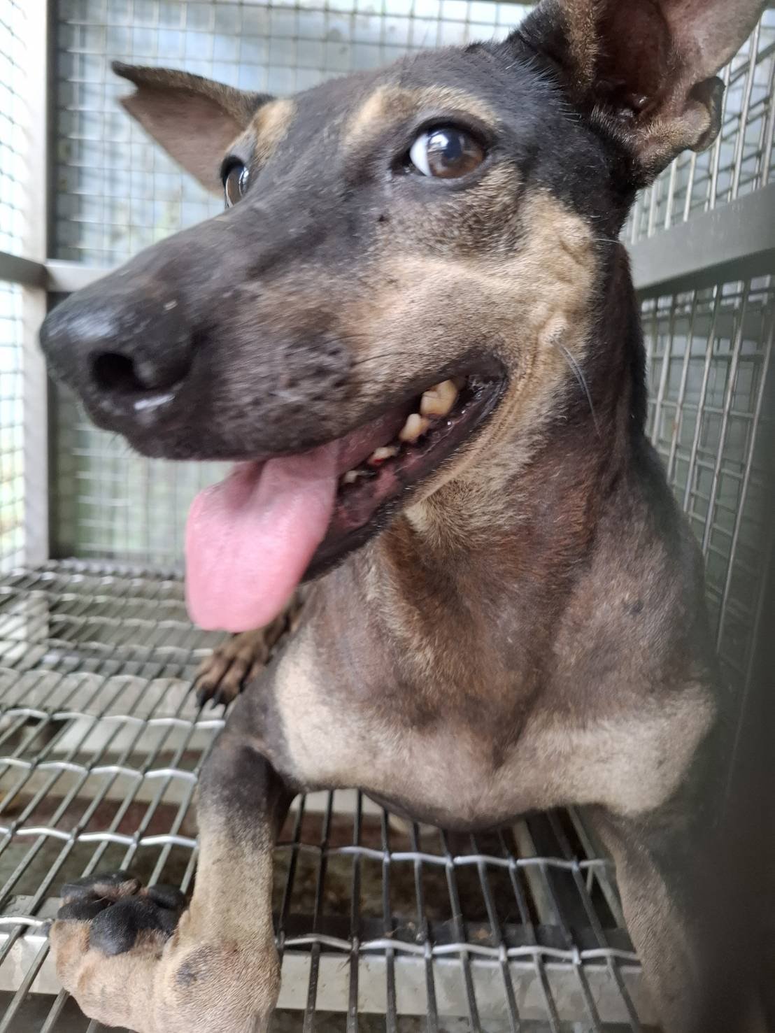 混種犬