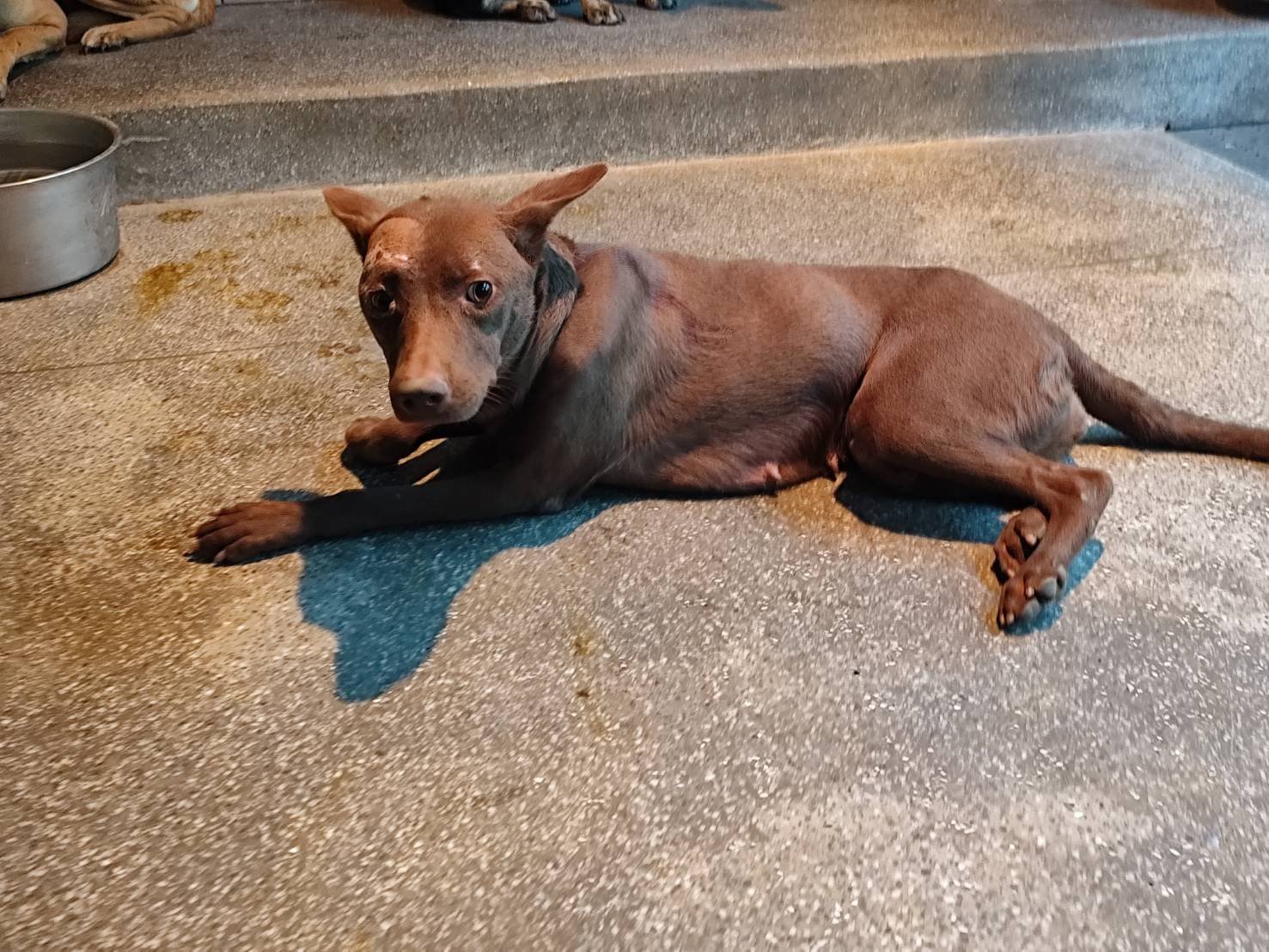 混種犬