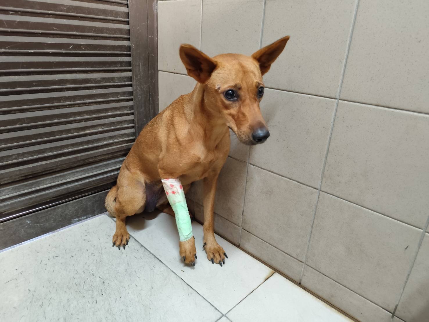 混種犬