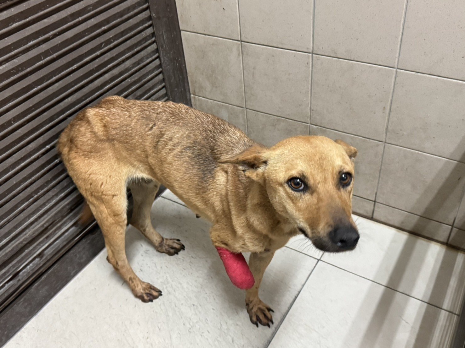 混種犬