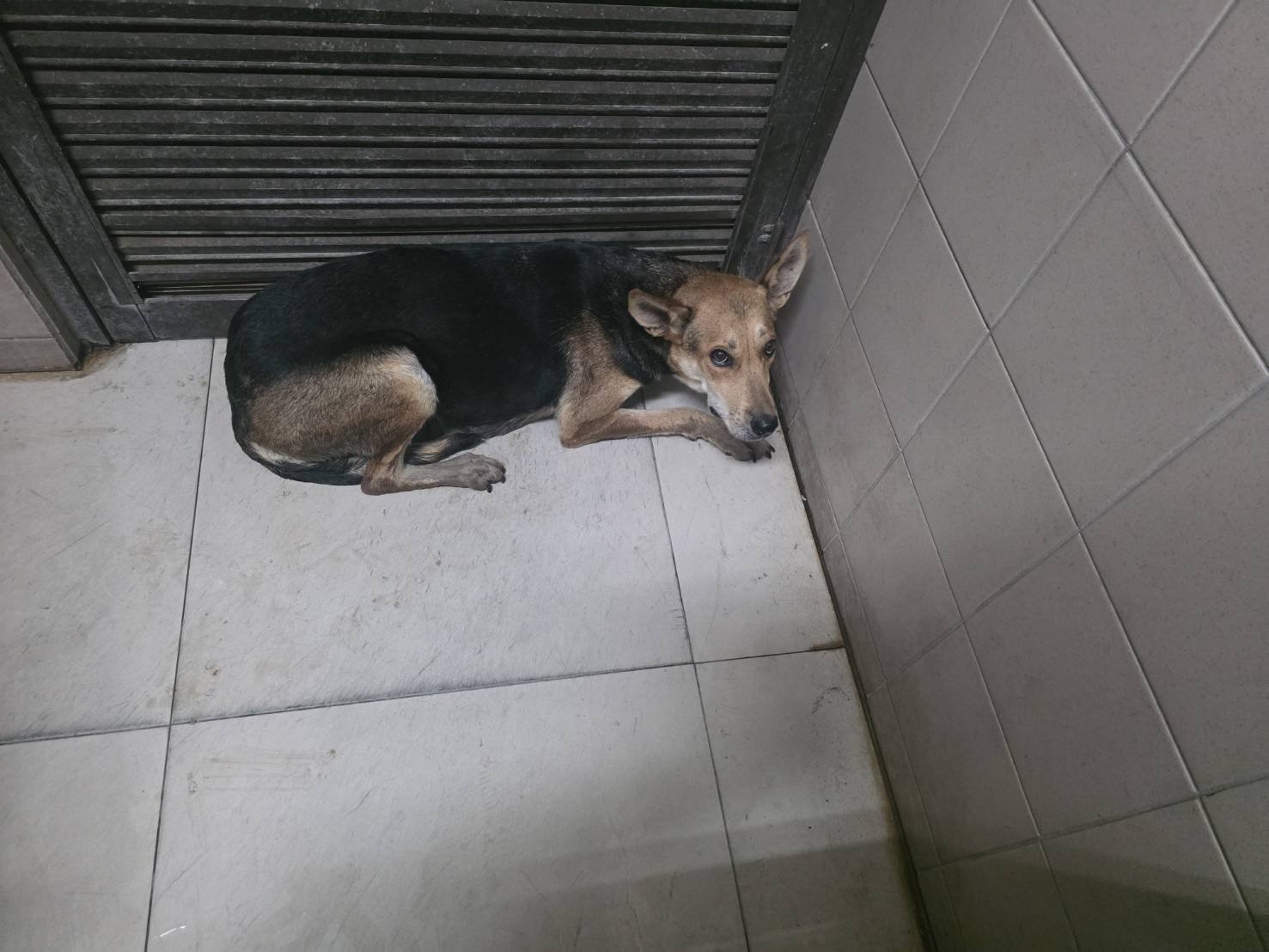混種犬
