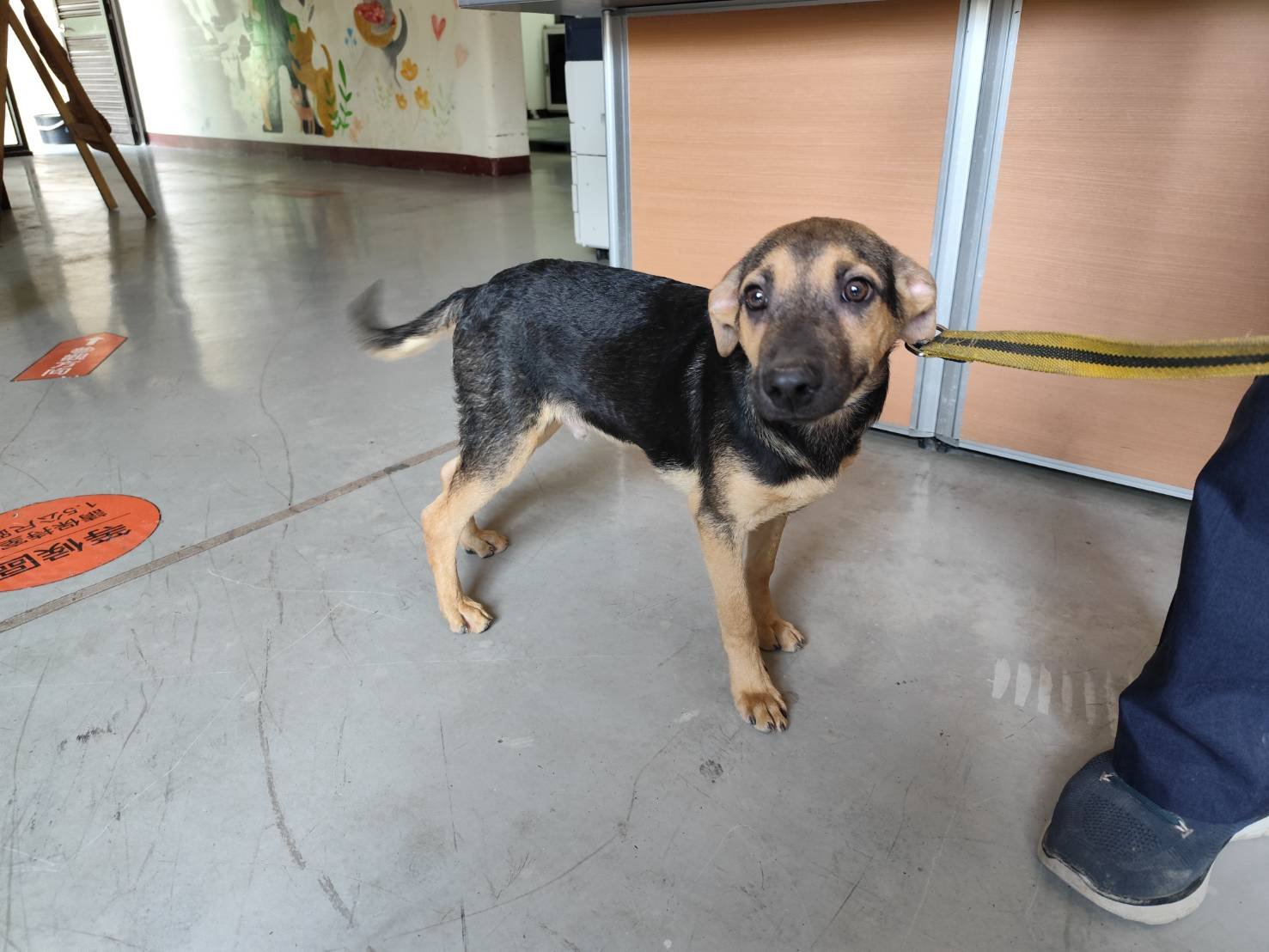 混種犬