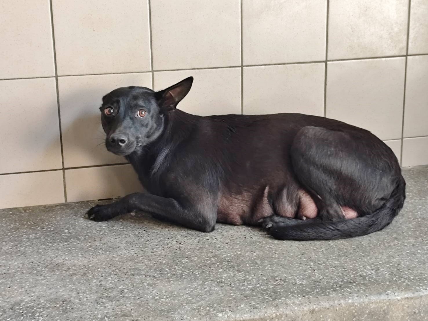 混種犬
