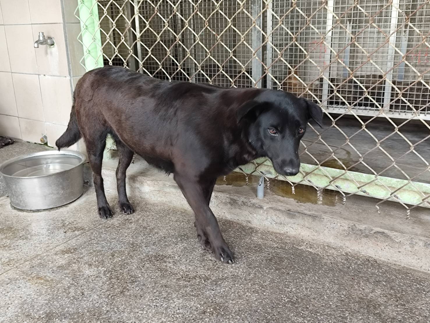 混種犬