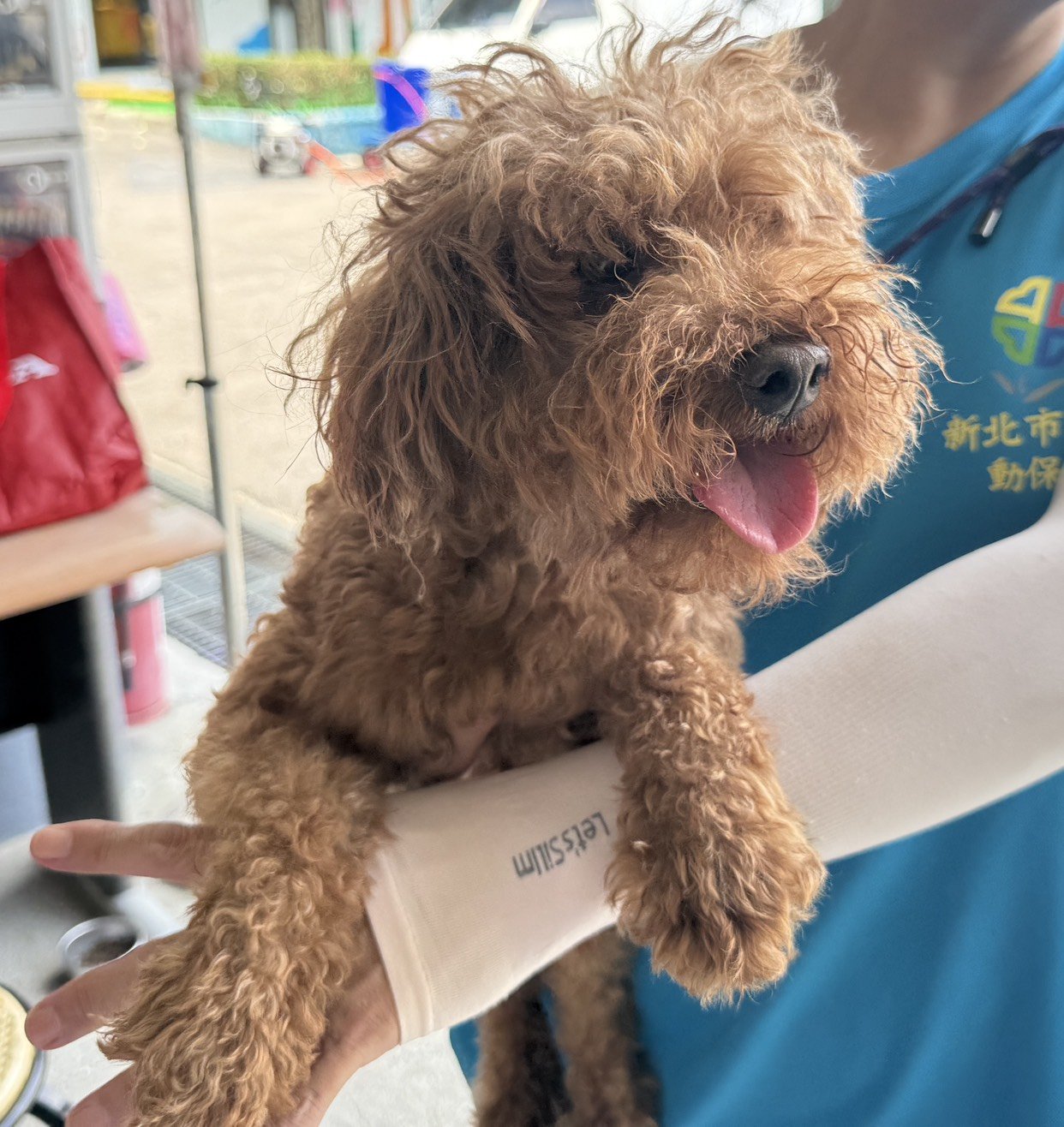 貴賓犬