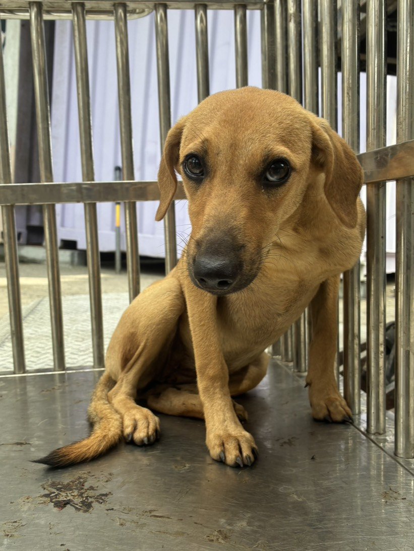 混種犬