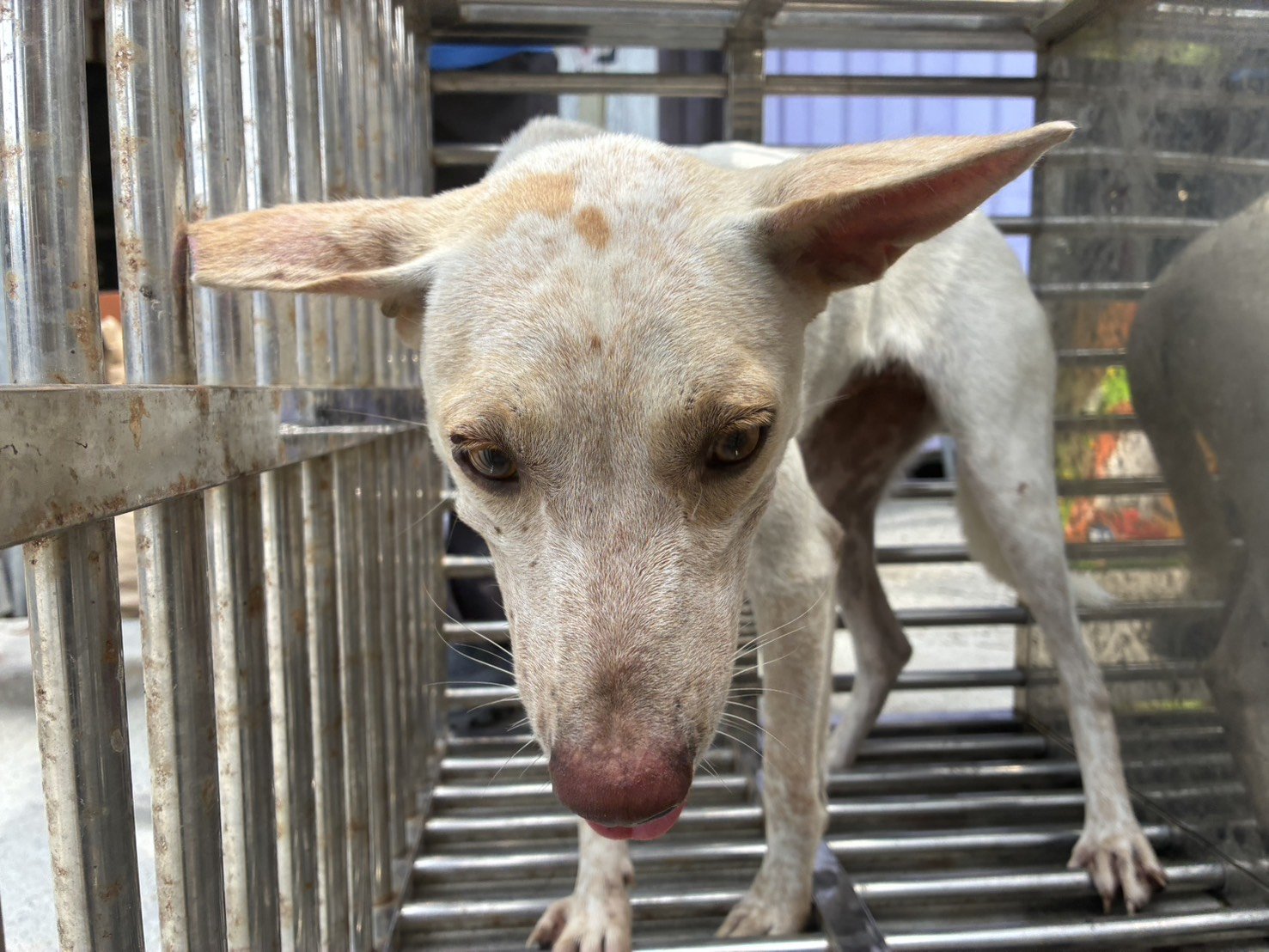 混種犬