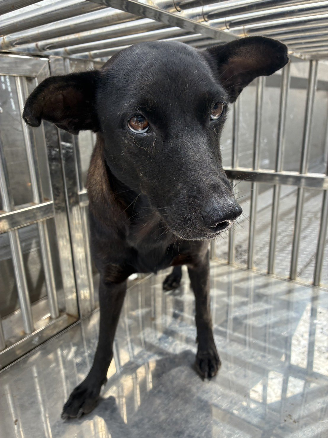 混種犬