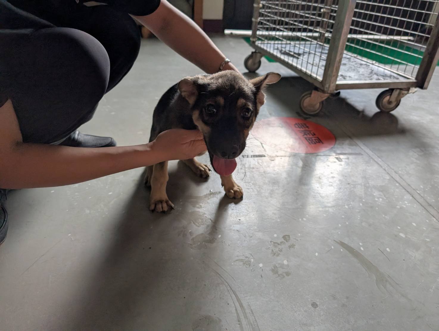 混種犬