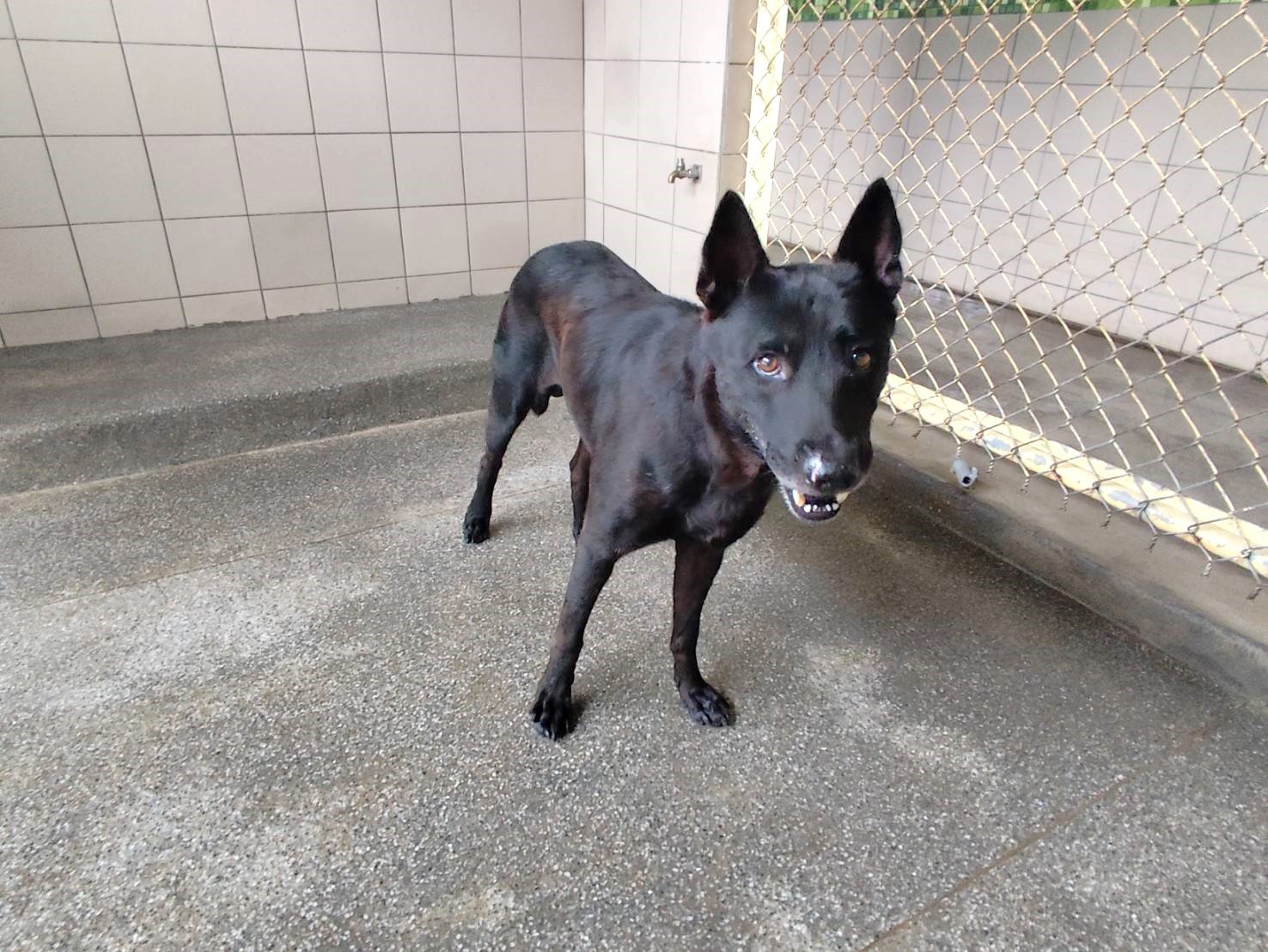 混種犬