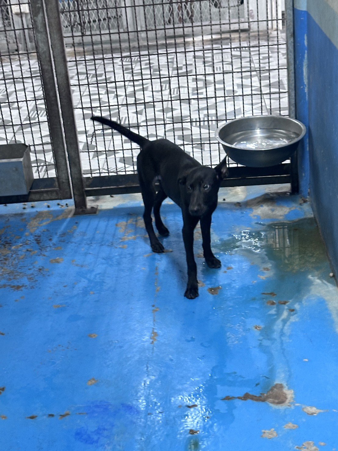 混種犬