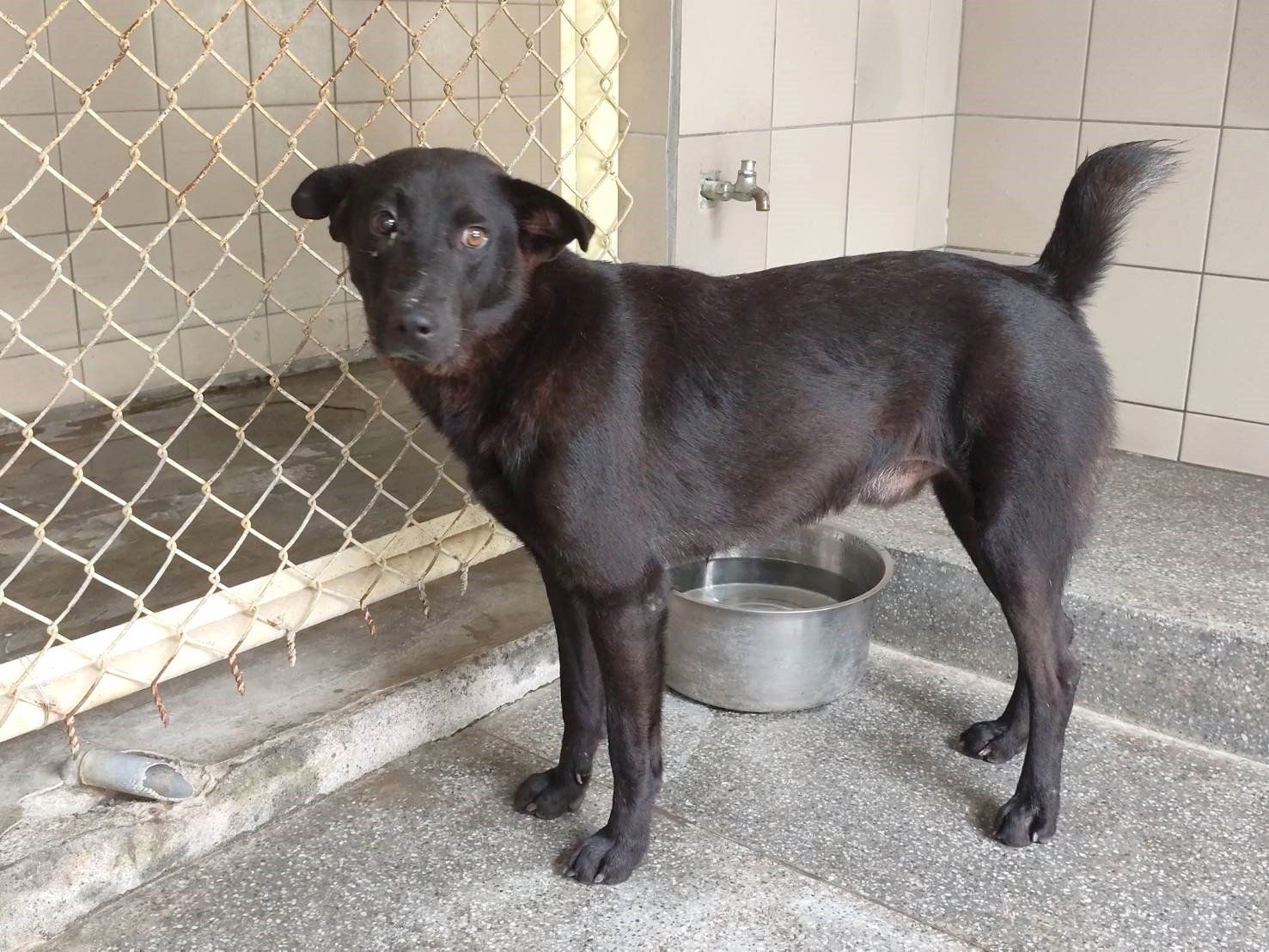 混種犬