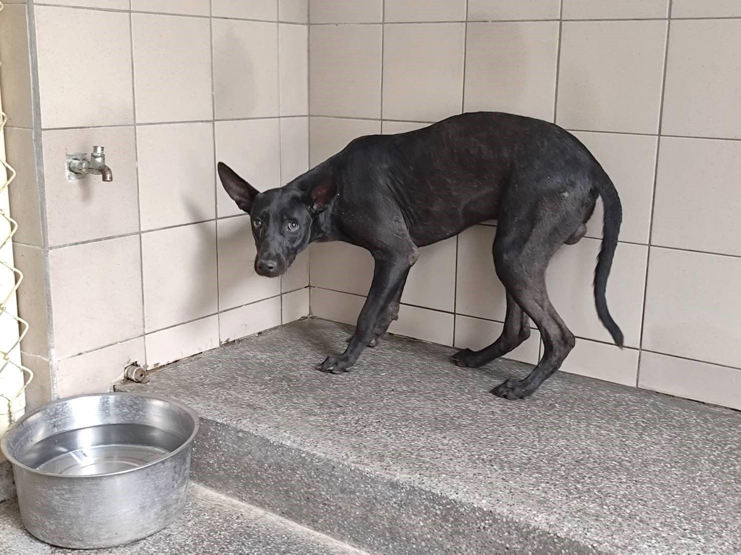 混種犬