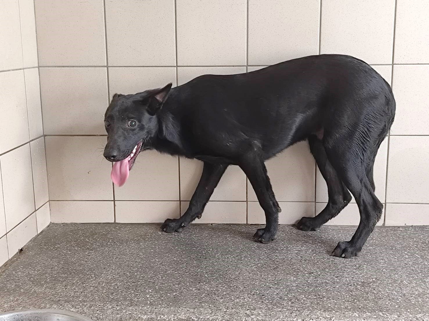 混種犬