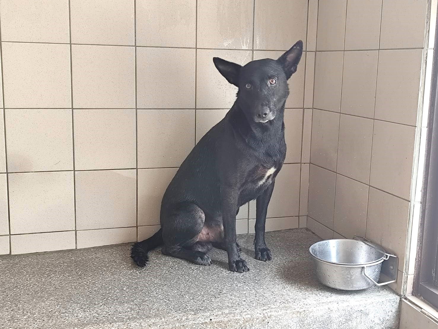 混種犬