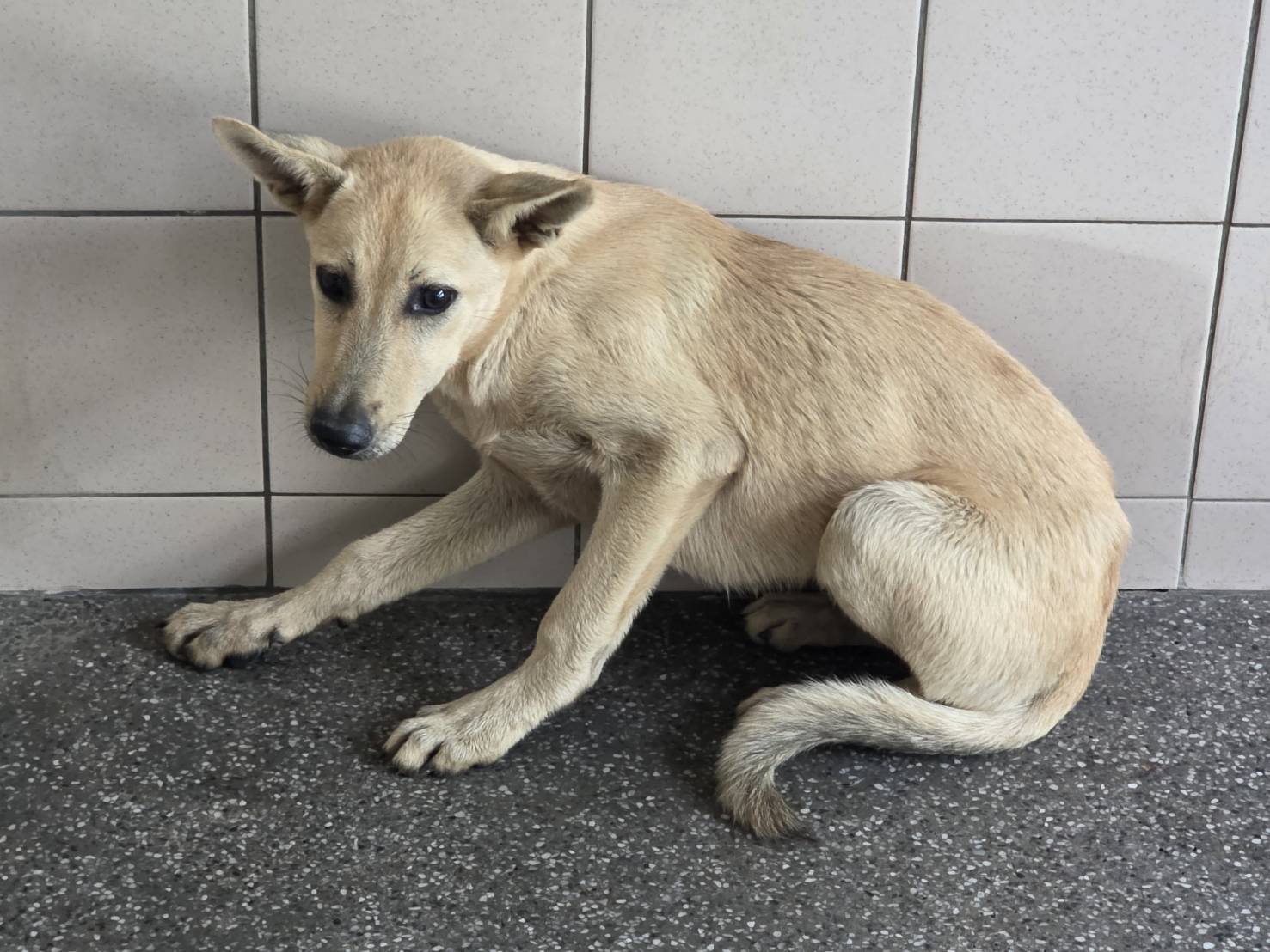 混種犬