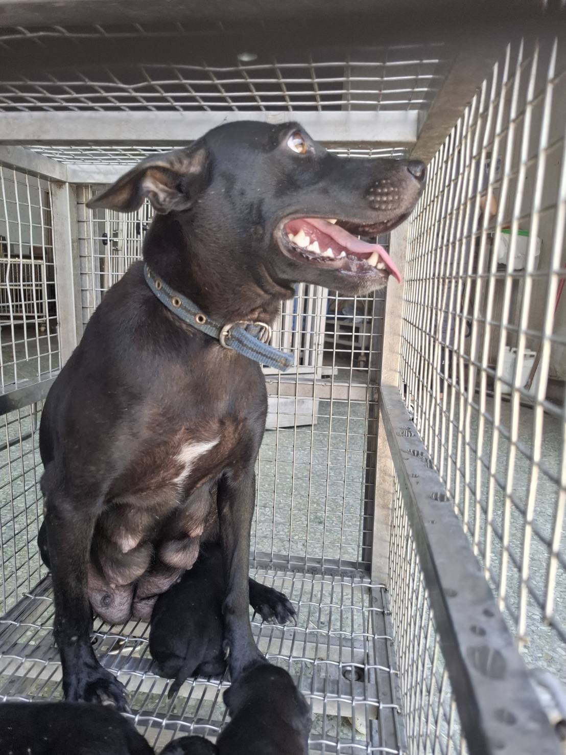 混種犬