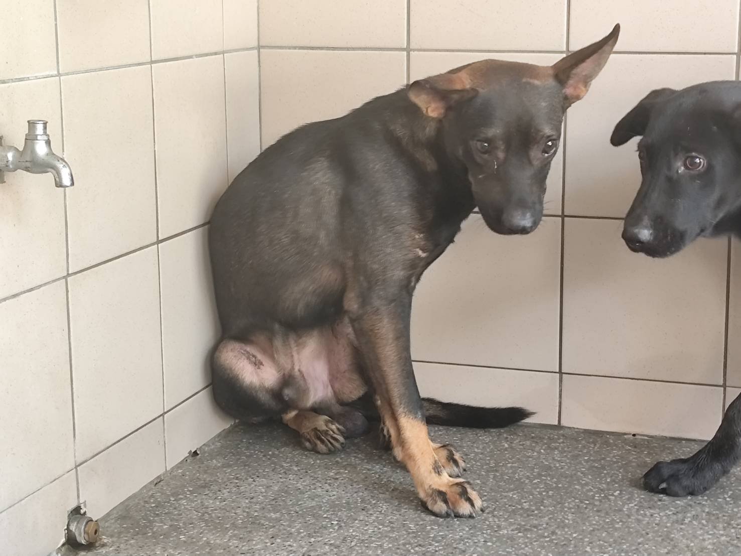 混種犬
