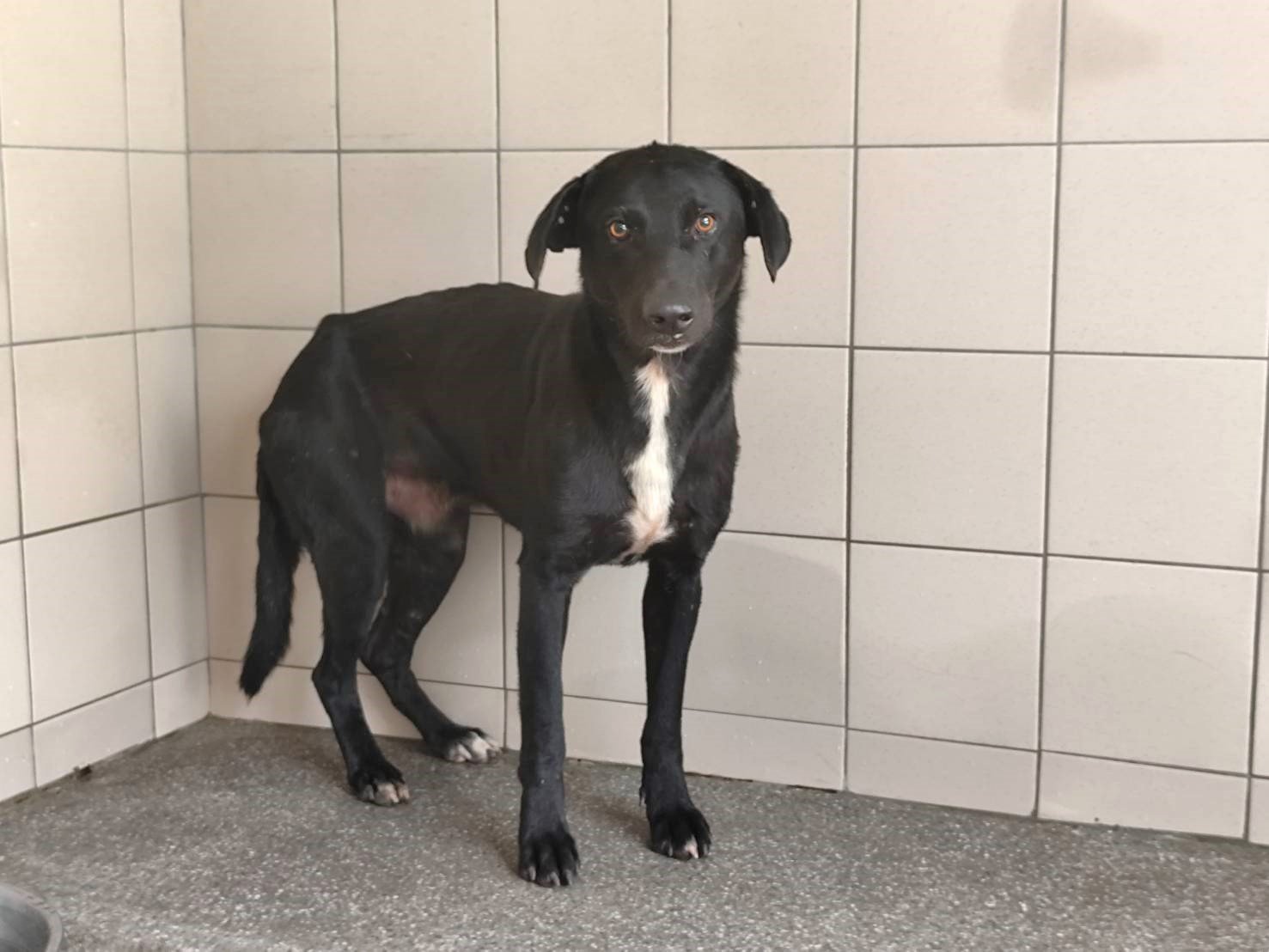 混種犬