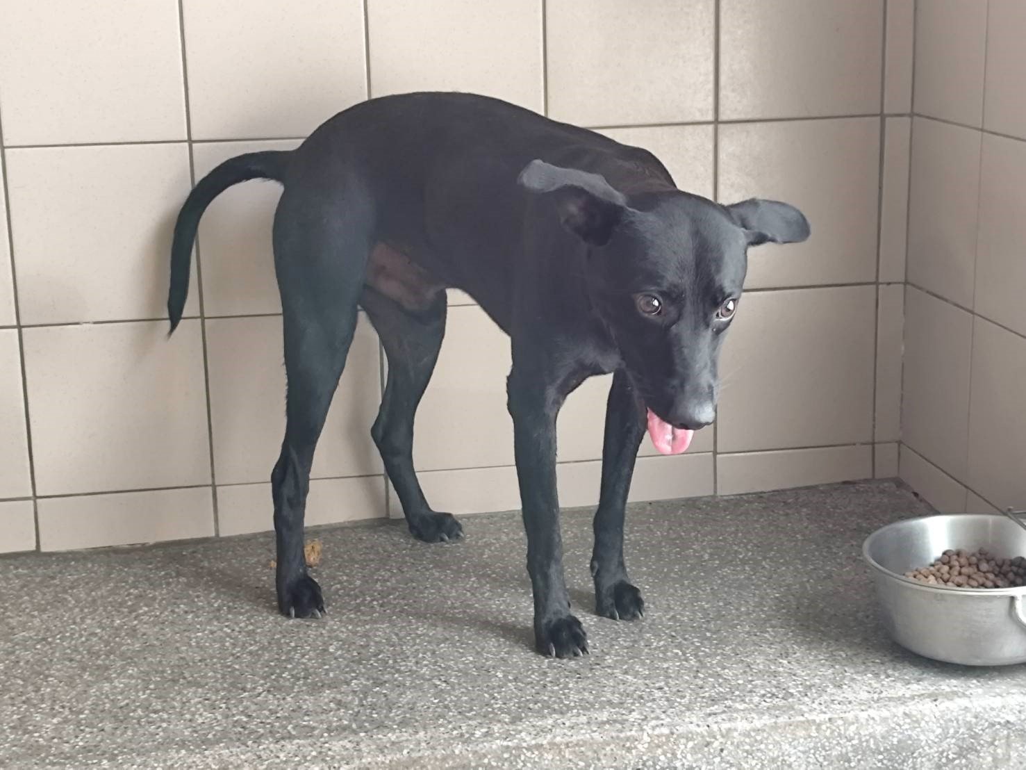 混種犬
