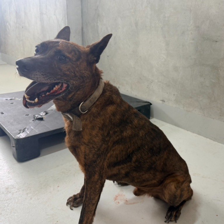 混種犬