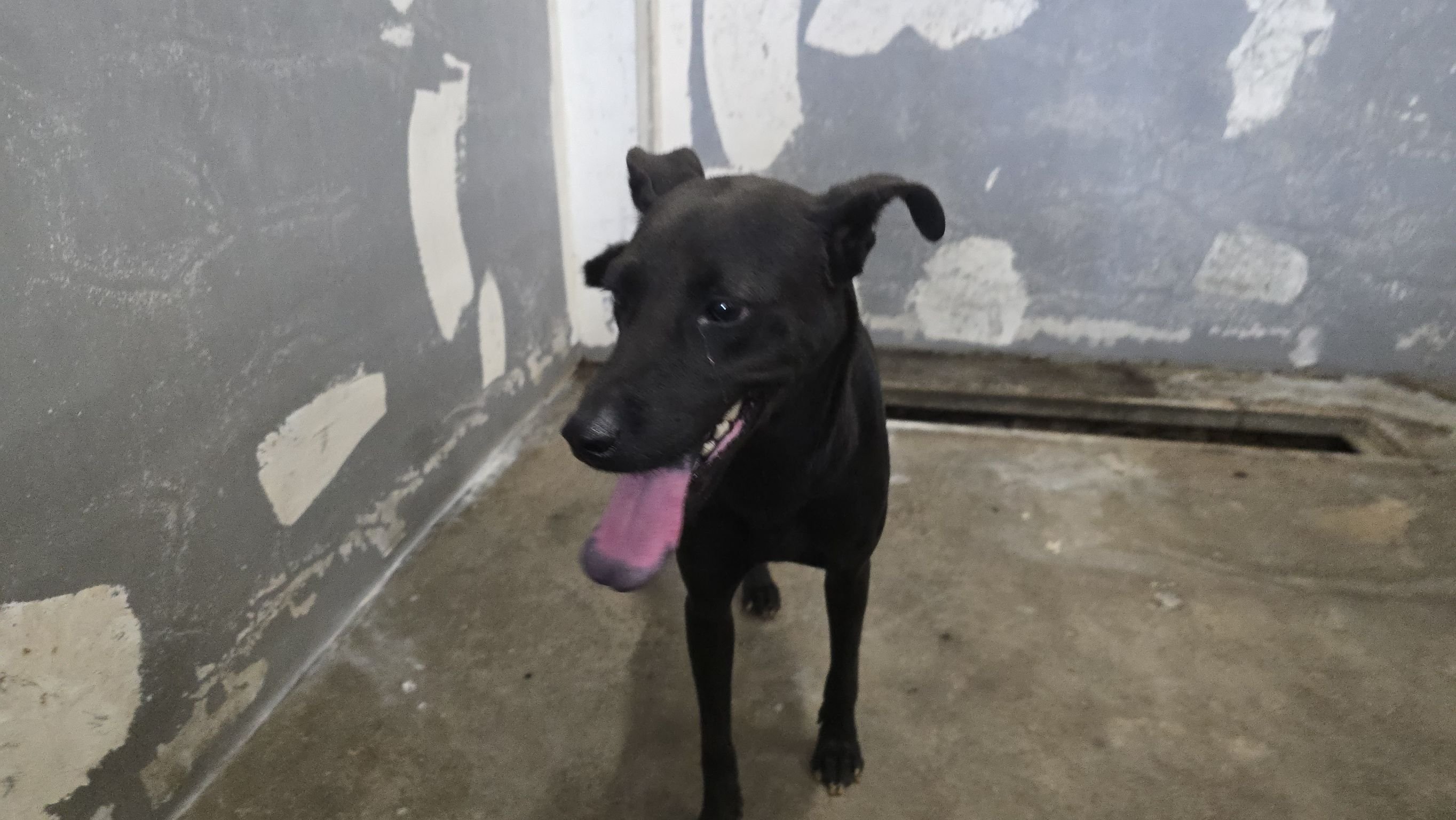 混種犬