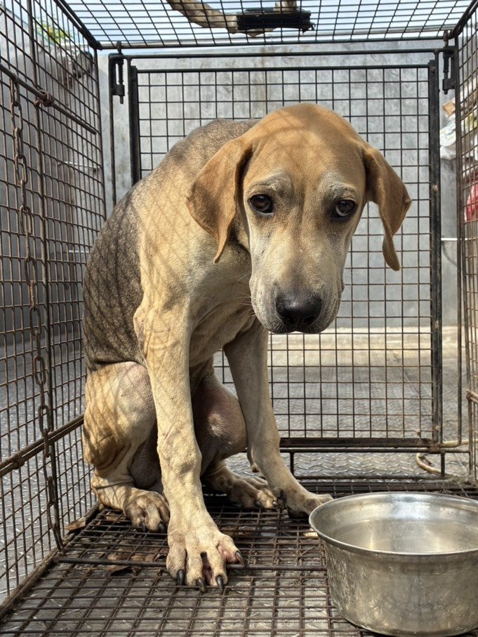 混種犬