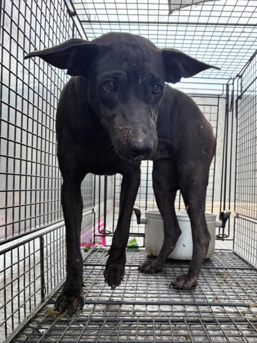 混種犬