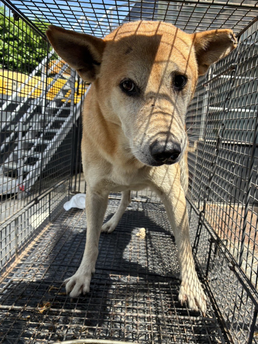 混種犬