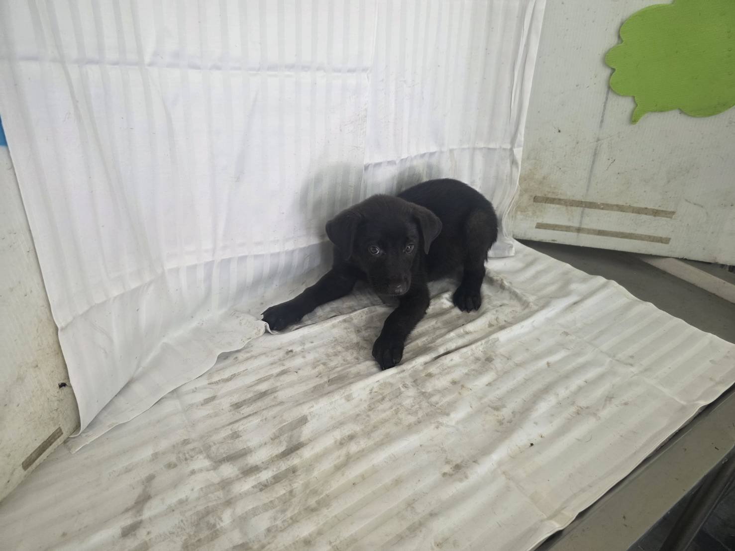 混種犬
