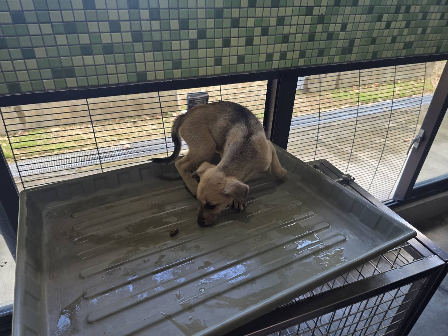 混種犬