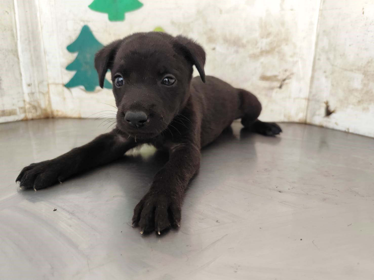 混種犬