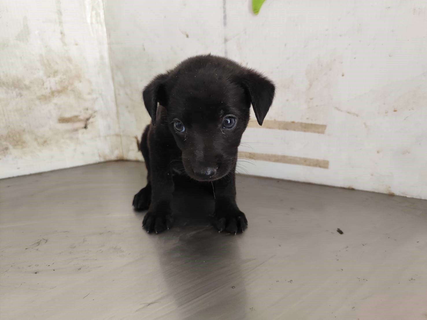 混種犬