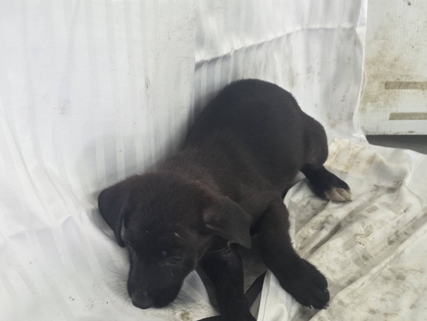 混種犬