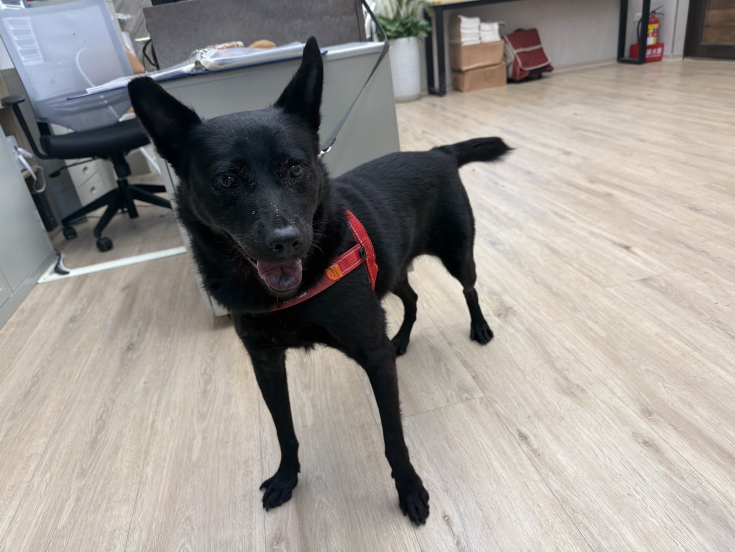 混種犬
