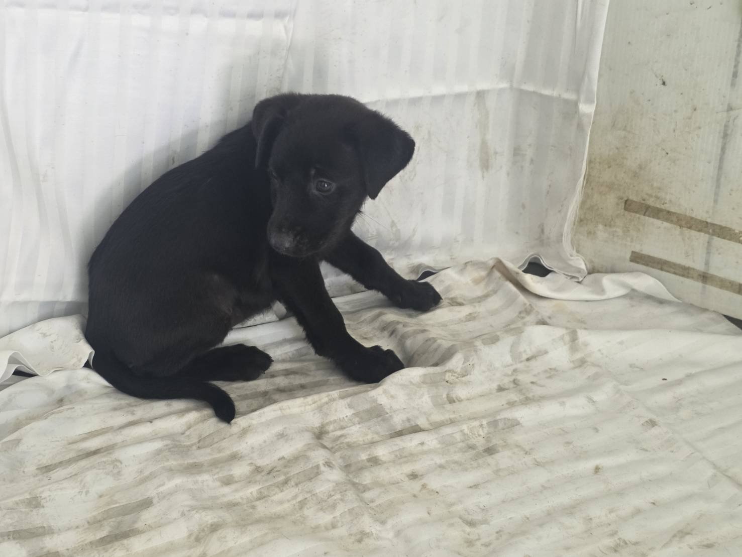 混種犬