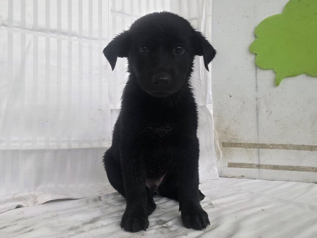 混種犬
