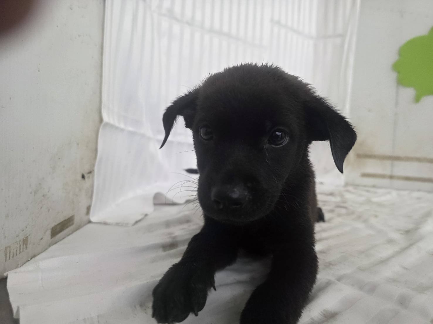 混種犬