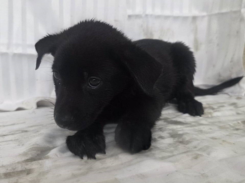 混種犬
