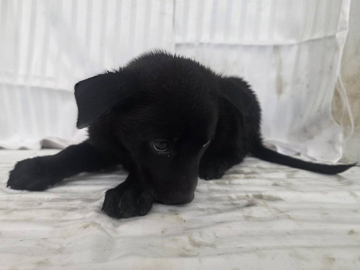 混種犬