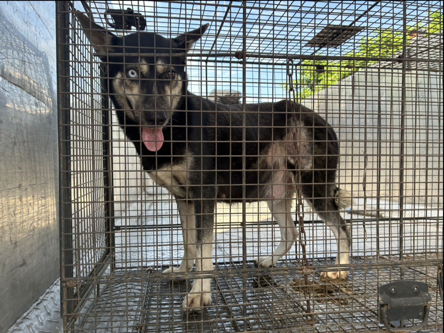 混種犬