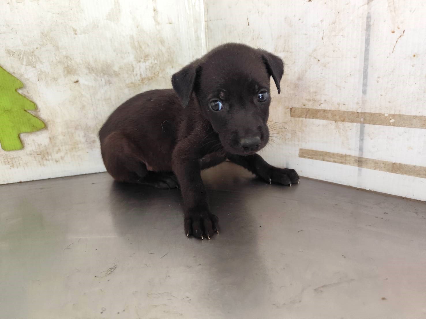 混種犬